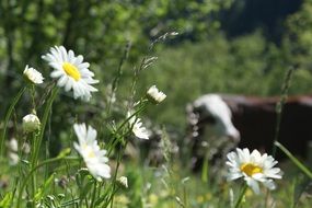 white daisies on meadow and distant cow