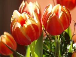 red tulips with yellow rim in the garden