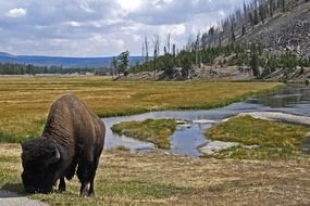 bison in yellowston national park