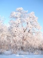 lanscape of the trees in the snow
