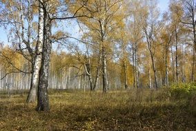 moody autumn forest