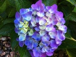 purple hydrangea flower in the garden