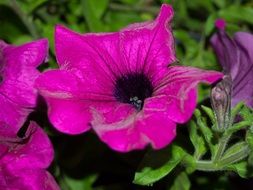 Upper view of the beautiful, bright, purple flowers of petunia with green leaves