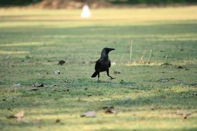 a crow walks on the grass