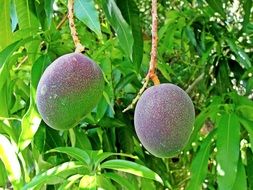 green tropical fruit on branch close