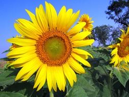 sunflower on a green stem against a blue sky
