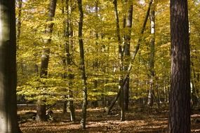 beech wood golden autumn forest