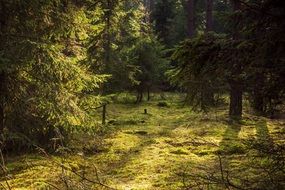 spruce forest at autumn evening