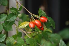 rose hip leaves