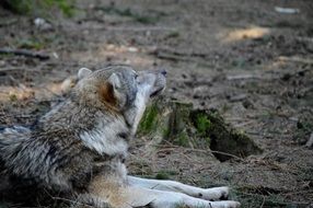 wild gray predatory wolf resting