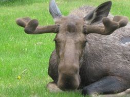 bull moose resting on the lawn close-up