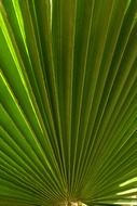 palm green wavy leaf