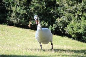 white swan on a green hill