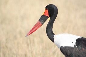 stork with red beak in South Africa