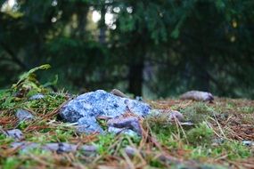 the soil in the autumn finnish forest