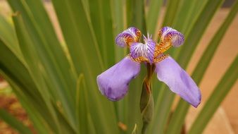Puple orquidea flowers