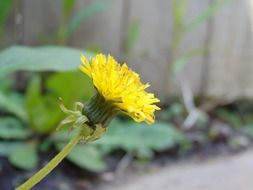 Yellow dandelion near the fence