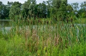 green reed on a pond in summer