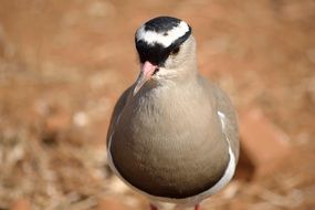 picture of crowned plover bird