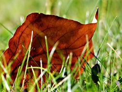 Autumnal leaf