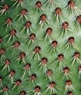 spikes of cactus closeup