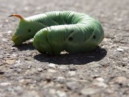 green caterpillar of winch hawk moth