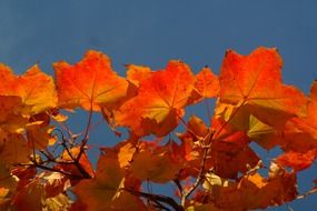 Beautiful and colorful autumn leaves on the branches at blue sky