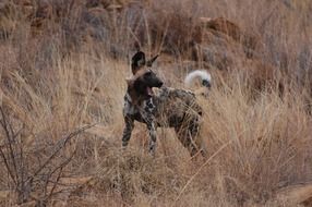 African wild dog in dry grass