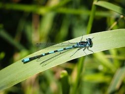 blue-black dragonfly on green leaf macro