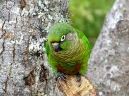 tiriba parrots are a genus of birds of the parrot family