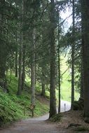 walkpath in green larch forest