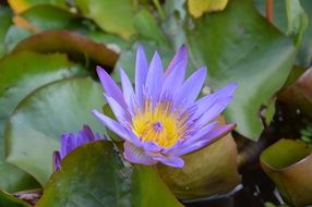 closeup photo of purple and yellow water lily in the pond