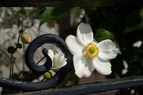 white flowers on a black fence