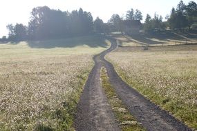 road in the meadow
