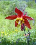Wild columbine in spring