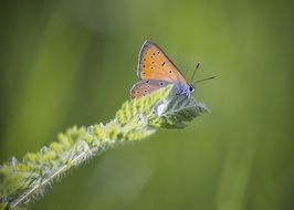 macro photo of butterfly on a blade of grass on a blurred background