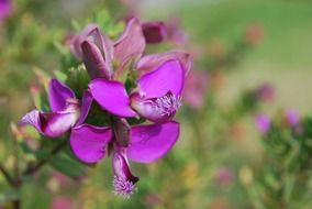 wild orchid in blurred background