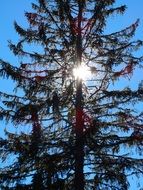 sunbeam through fir tree brannches