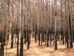 dry forest in the countryside
