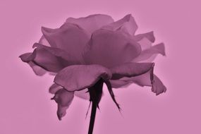 Rose on the stalk in a light pink background