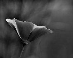 beautiful flower black and whit photo