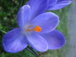 gentle blue crocus with yellow stamens