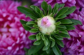 pink flower petals