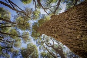 trunks and tree branches, bottom view