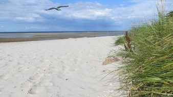 A seagull flies over the coast with white sand, baltic sea