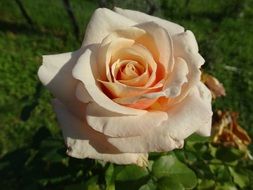 pale orange rose close-up