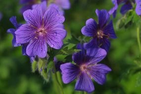 aromatic flower blossom