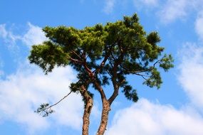 old pine tree in South Korea