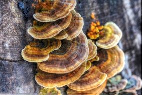 rot fungi on tree trunk