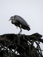 heron in the nest at the height